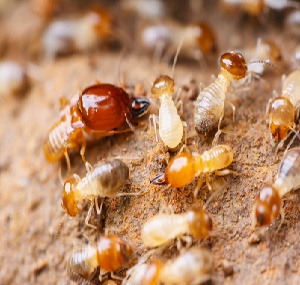 白蚁普查是为了更好应对潜在的蚁害