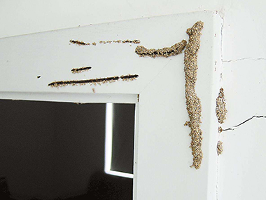 佛山三水白蚁防治所：白蚁危害会出现在高层吗？