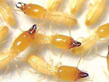 三水治白蚁使用的物理防治法