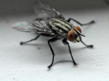 三水四害消杀公司分享4个灭蚊蝇驱蚊蝇的实用小妙招
