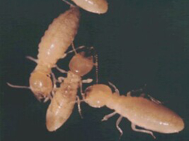 白坭杀虫治白蚁公司在房屋装修设计上需要进行考虑白蚁防治吗？