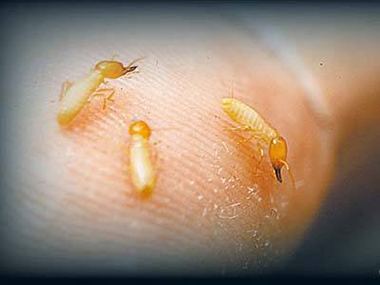 白坭预防白蚁所白蚁危害有哪些的常见部位