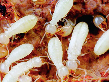 乐平防治白蚁公司里有白蚁怎么办，如何灭白蚁