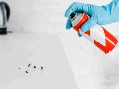 三水杀虫灭鼠公司办公室灭蟑螂适合喷什么药