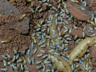 佛山白蚁防治公司有哪些方法可以预防白蚁入侵危害