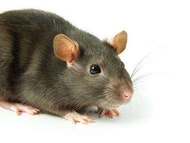 乐平除虫灭鼠中心有哪些方法快速灭治老鼠