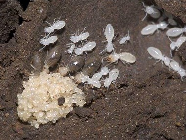 南山白蚁防治公司白蚁的危害性为什么那么大