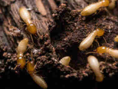云东海白蚁防治所白蚁除了吃木头还吃什么