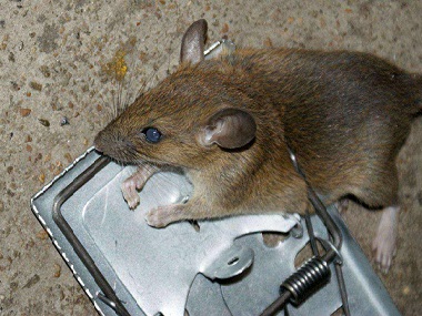 佛山杀虫灭鼠公司厨房灭鼠如何放置灭鼠夹