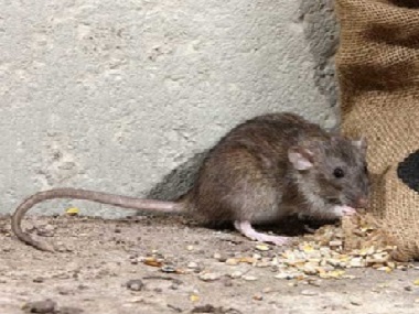 佛山市三水杀虫灭鼠公司家里预防老鼠的方法