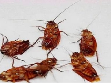 蟑螂可以传播多种病毒，你知道吗?