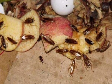 蟑螂爬过的食物为什么不能吃？