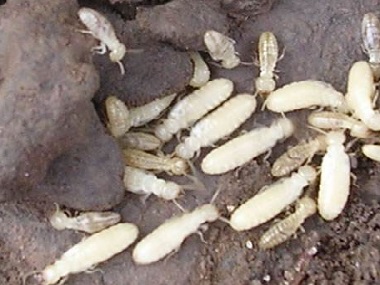 三水白蚁防治公司夏天预防白蚁的方法