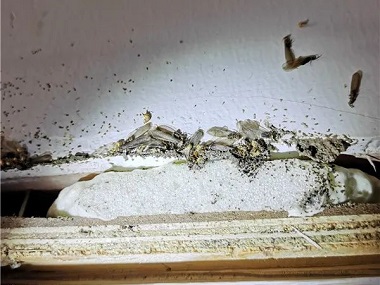 大塘白蚁防治公司新建房屋容易遭到白蚁侵害的原因