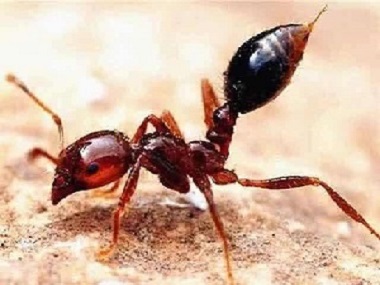 乐平红火蚁防治发现红火蚁蚁巢危害应该怎么办