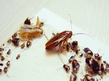 南山杀虫灭鼠用什么方法可以彻底消灭家里危害的蟑螂