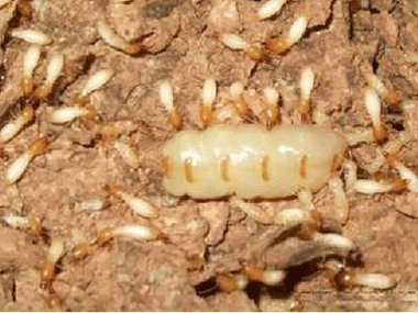 顺德白蚁灭治中心白蚁怎样繁衍，白蚁危害散布在哪里