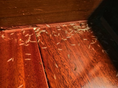 乐平白蚁防治如果有白蚁飞进你的家，千万不要这么做
