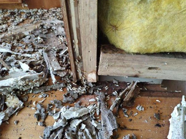 芦苞白蚁防治公司房屋装修白蚁预防的重点部位有哪些