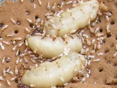 云东海专业白蚁公司告诉你白蚁蚁后是怎么来的