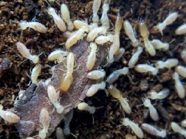 大塘白蚁预防所白蚁喜欢在白天还是晚上活动