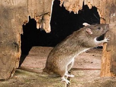 南山除虫灭鼠公司灭鼠防鼠，如何做好环境防治