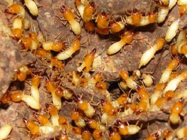 范湖白蚁防治公司怎样才能够找到白蚁的巢穴