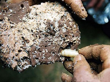 三水白蚁防治站白蚁的寿命有多长，白蚁怎么繁殖