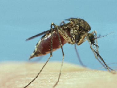 大塘四害消杀公司常用的灭蚊子的办法有哪些