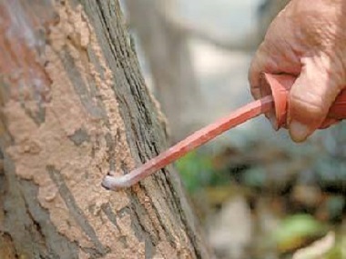 金本防治白蚁所：大量的桉树怎么防白蚁