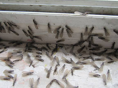三水灭白蚁中心2022年的白蚁纷飞大约开始时间