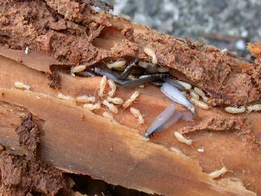 范湖验收白蚁专家发现有白蚁的房子还能住吗？