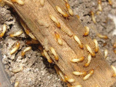 云东海白蚁防治中心告诉你白蚁除了吃木头还吃什么