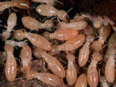 芦苞验收白蚁所：白蚁对人类会有什么危害