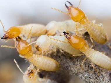 河口白蚁预防机构专家发布的白蚁四大危害性
