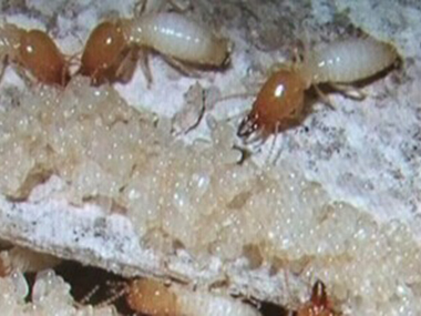 云东海杀灭白蚁——白蚁出现在家里意味着什么