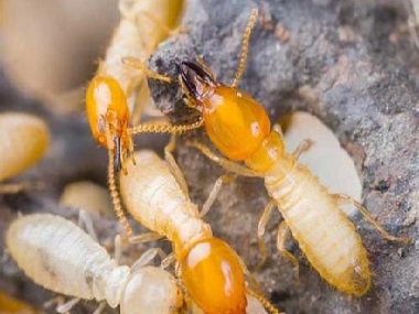 白坭白蚁消杀中心该如何有效防治白蚁呢？