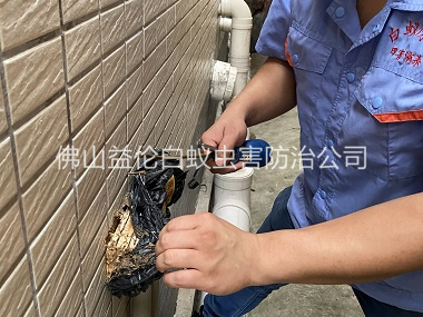 南边镇建筑灭治白蚁工程