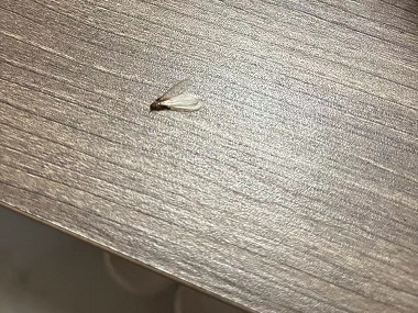 河口白蚁预防公司有翅膀的不一定是蚂蚁