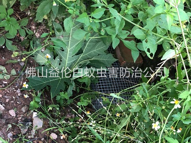 西南住宅区处理蛇患工程
