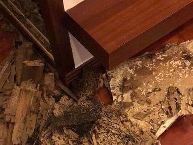 云东海验收白蚁中心家里的白蚁是怎样来的