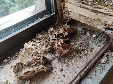 西南白蚁防控中心房屋建筑内如何排查有没有白蚁巢