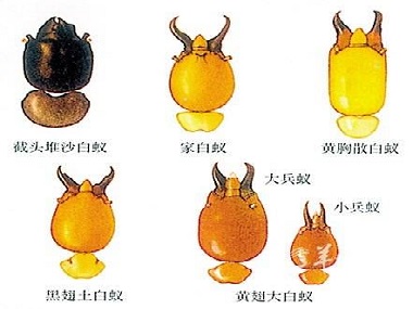 西南白蚁防治中心佛山常见的白蚁种类大盘点！